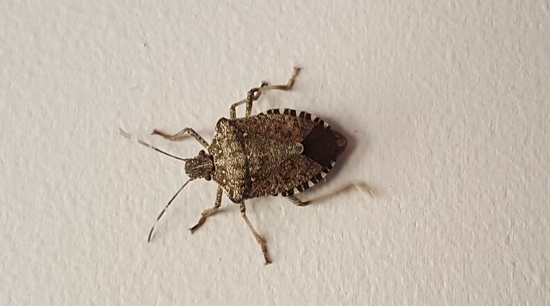 A brown marmorated stink bug. CONTRIBUTED/PAMELA BENNETT