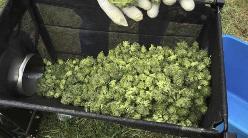 A harvester examines marijuana buds from a trimming machine near Corvallis, Oregon. Researchers complain the government marijuana consists of leaves and unsmokable stems. ANDREW SELSKY/ASSOCIATED PRESS
