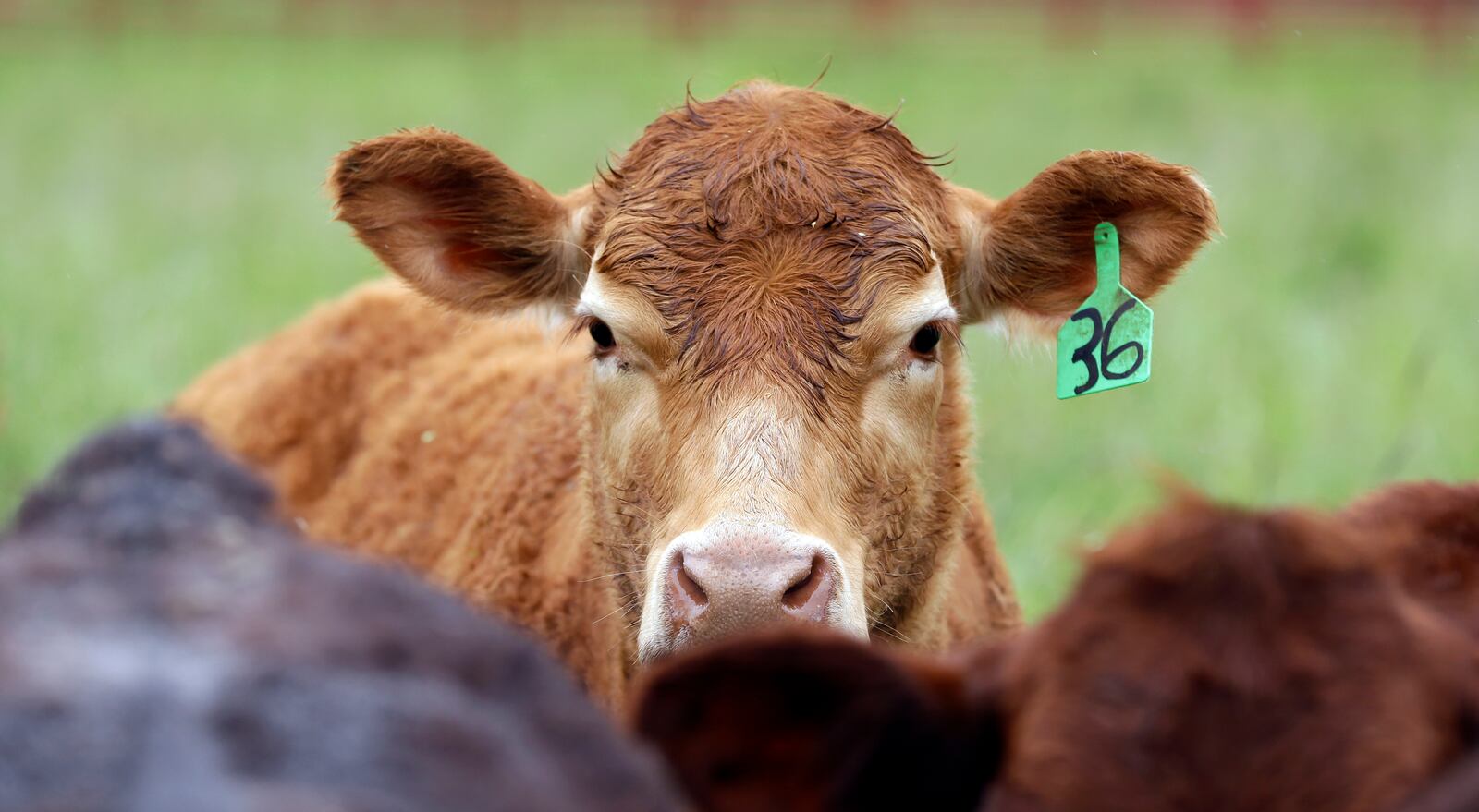 FILE - Cattle that are grass-fed, antibiotic and growth hormone free gather at Kookoolan Farm in Yamhill, Ore., Thursday, April 23, 2015.(AP Photo/Don Ryan,File)