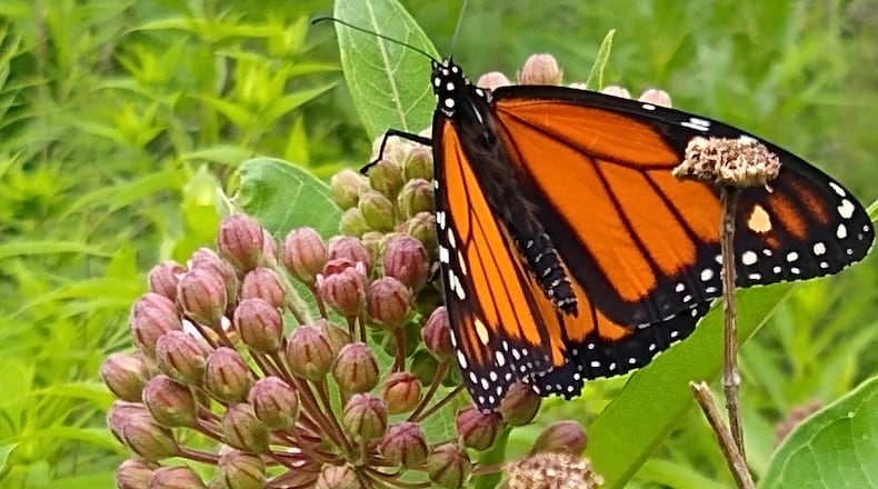 A monarch caterpillar must have milkweed plants to survive, says Ruth Bowell of The Milkweed Patch, a local native nursery. Contributed photo by Kari Carter