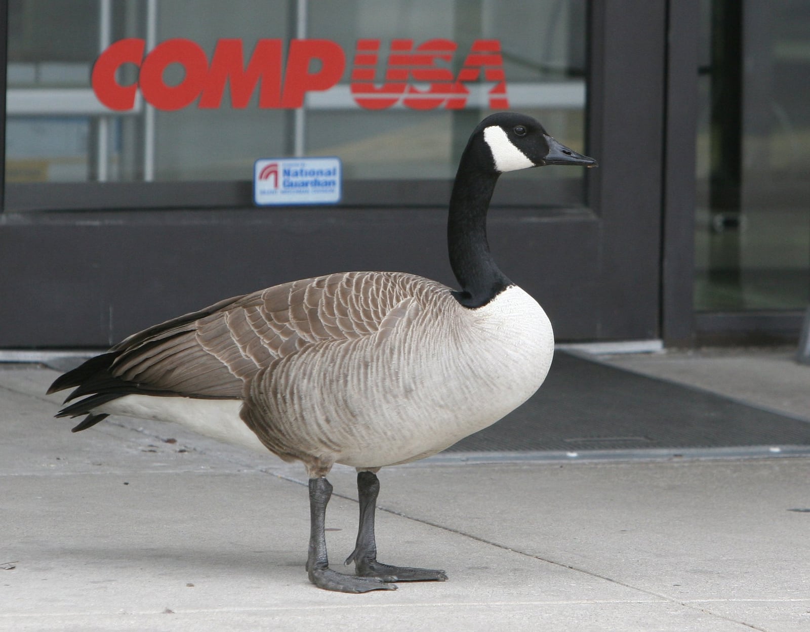 A Canada goose, one of three hanging out in the parking lot near COMPUSA at 221 Springboro Pike. Photo by Ed Roberts