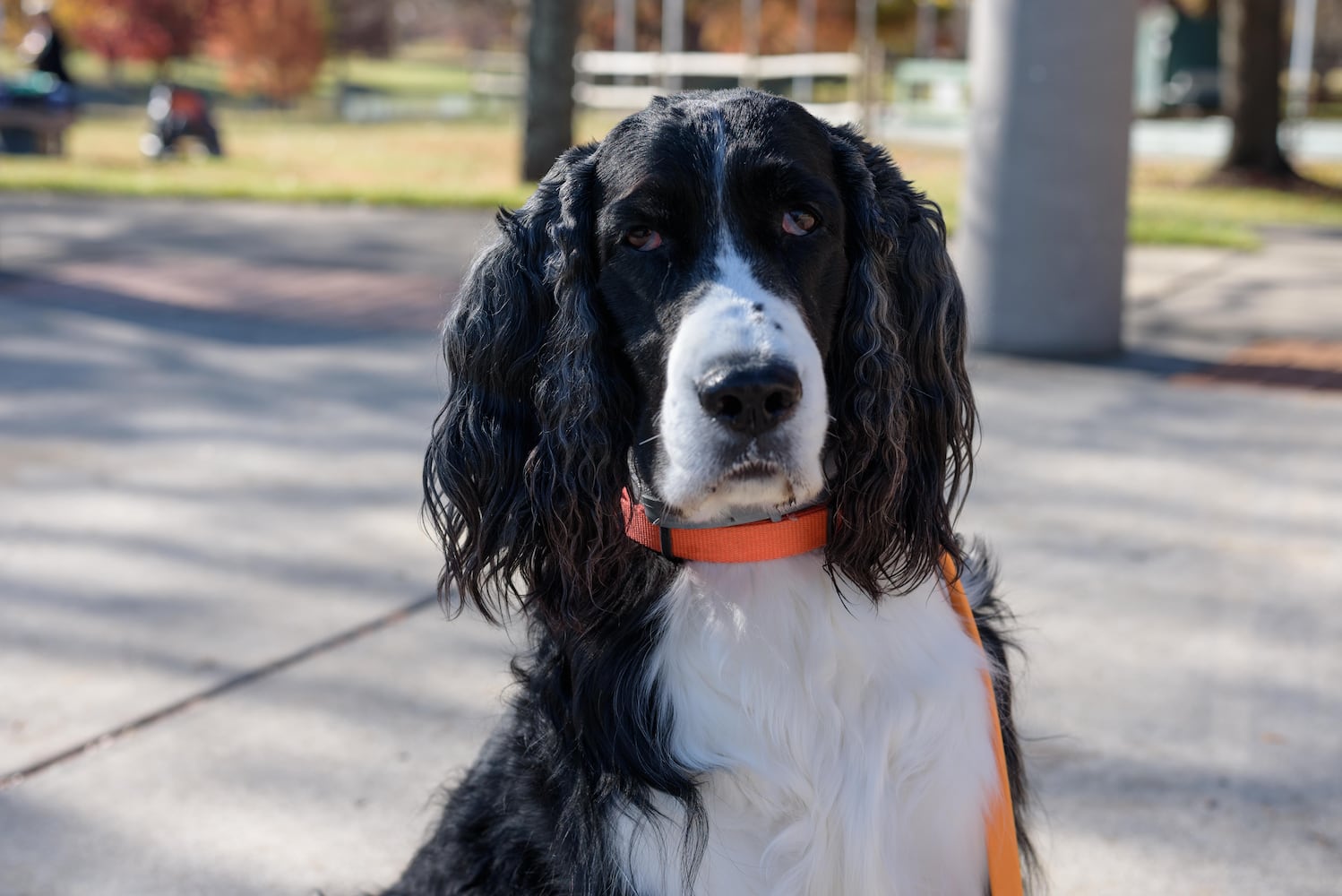 PHOTOS: Did we spot you and your dog at Wag-O-Ween at the Kettering Recreation Center?