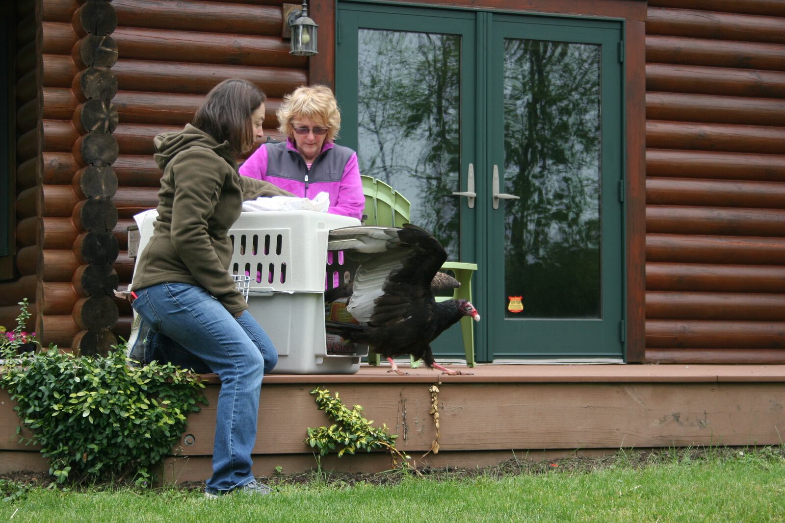 Nearly 200 birds from the Dayton area are brought into the Glen Helen Raptor Center rehab clinic every year. About 50 percent of those rescues are successfully released back into their habitats.