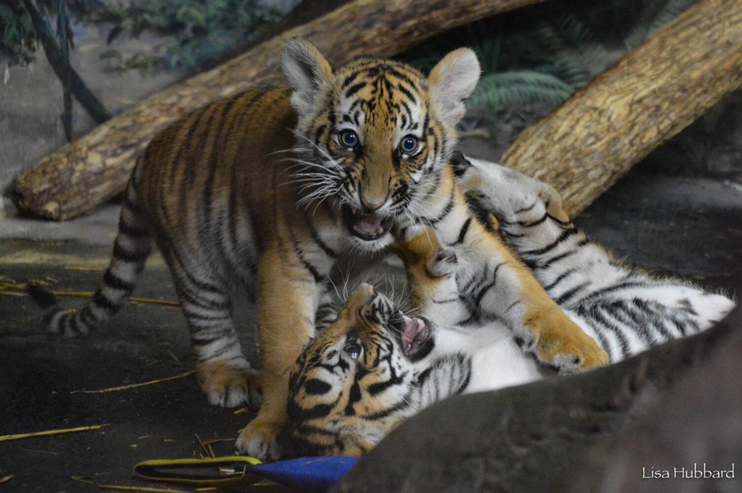 PHOTOS: Fall in love with Cincinnati Zoo babies