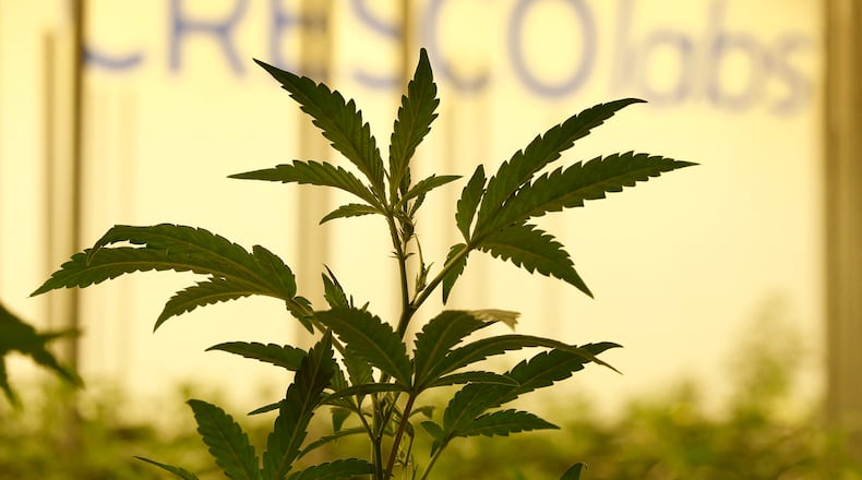 Medical marijuana cultivator and processor Cresco Labs, hosted a ribbon cutting at its Yellow Springs facility on Monday to mark the first cultivation of plants.  Marijuana plants inside the building.  TY GREENLEES / STAFF