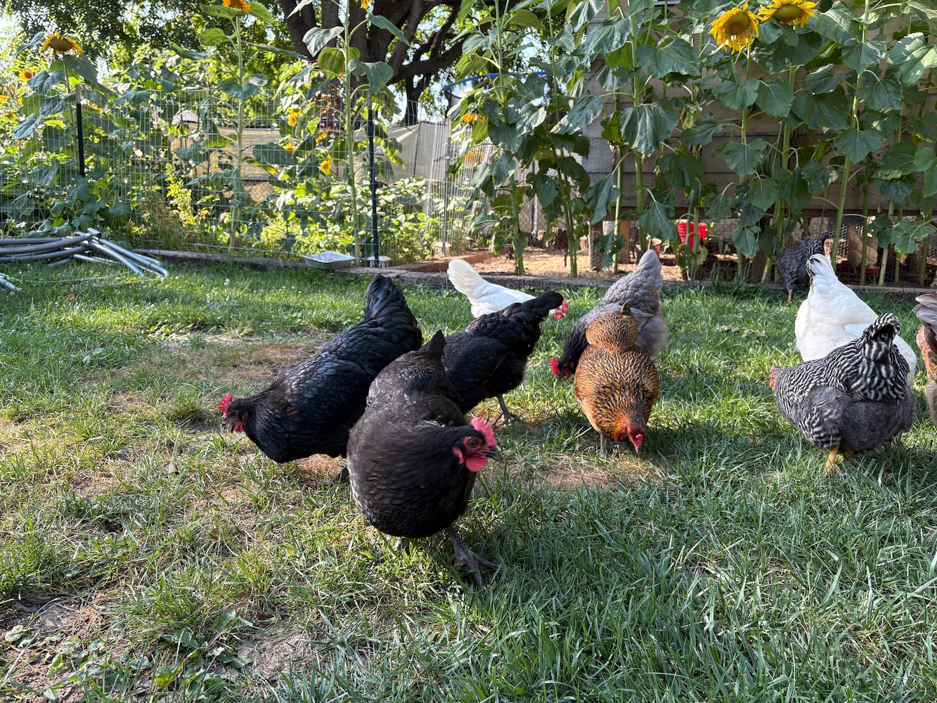 Combs chickens in Kettering