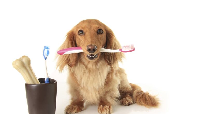 The Wright-Patterson Air Force Base Veterinary Treatment Facility will follow an altered schedule for the month of December. (Metro News Service photo)