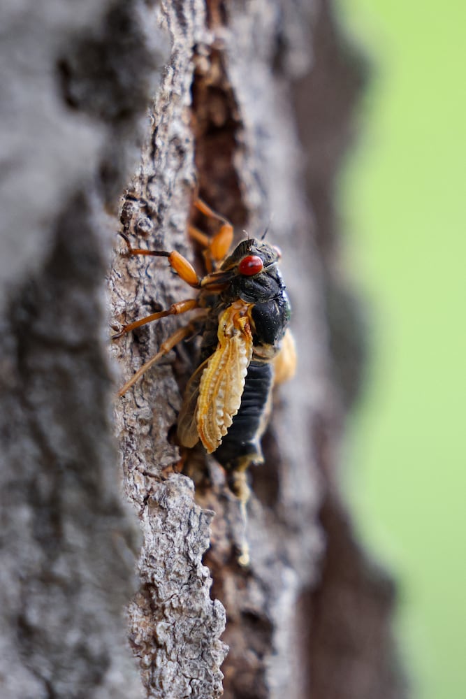 Caesar Creek State Park Cicadas 052825 DDN