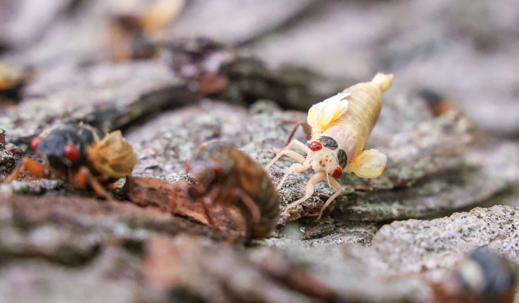 Caesar Creek State Park Cicadas 052825 DDN