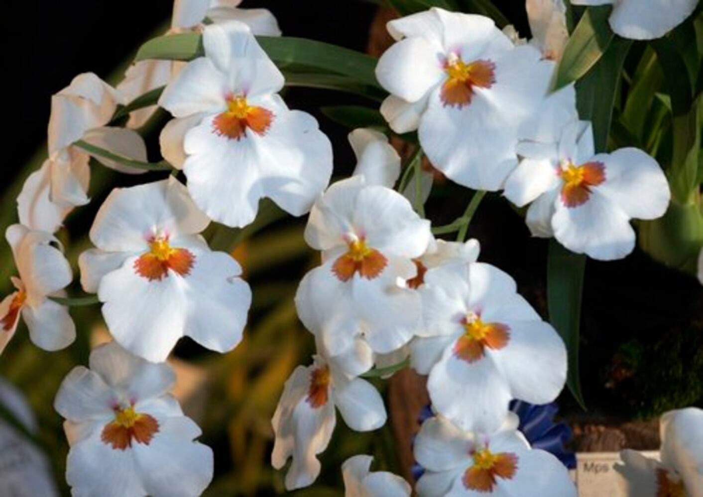 Spring Orchid Sale & Show