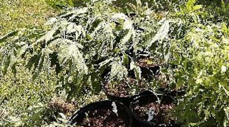 Some medical marijuana growers interested in establishing growing facilities in Monroe have made inquiries about the city’s zoning regulations. Monroe does not have a marijuana moratorium.