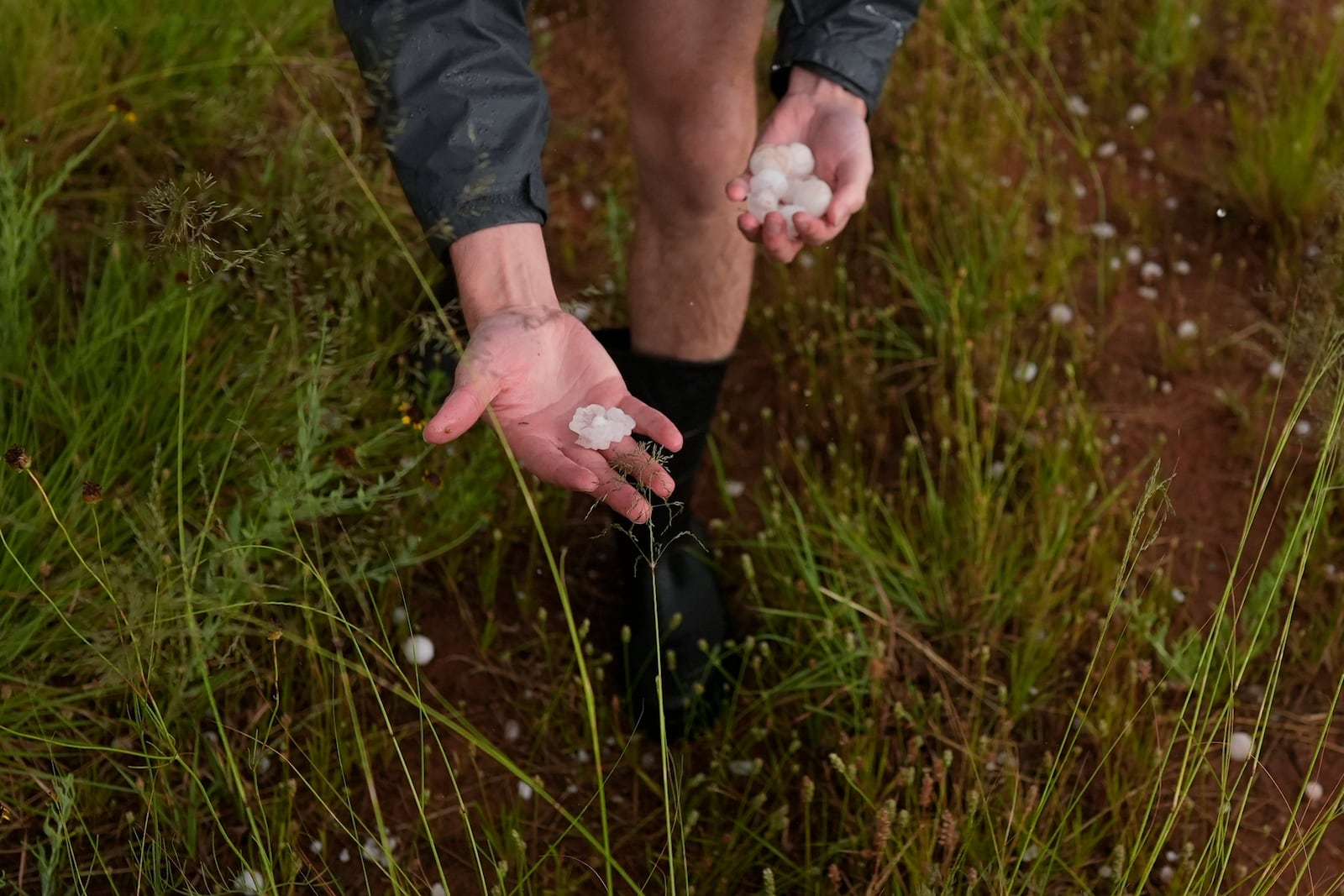 Tony Illenden, a member of Northern Illinois University's Husky Hail Hunter team, picks up hail during a Project ICECHIP operation Friday, June 6, 2025, near Morton, Texas. (AP Photo/Carolyn Kaster)