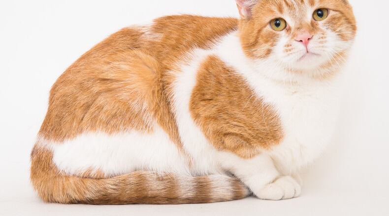 Rona is the Humane Society Pet of the Week. CONTRIBUTED