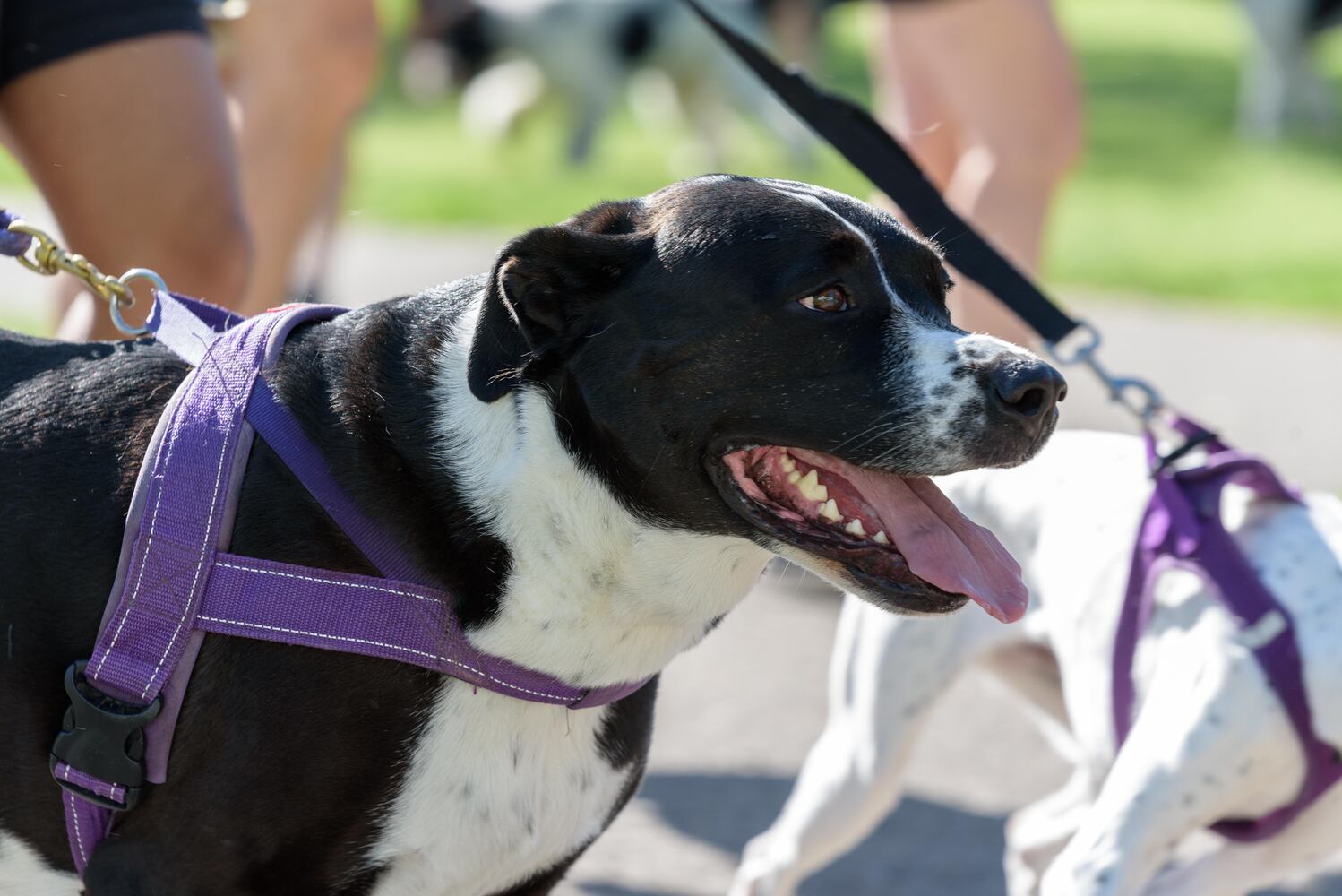 PHOTOS: Did we spot you and your doggie during the Furry Skurry 5K & Furry Fest at Eastwood MetroPark?