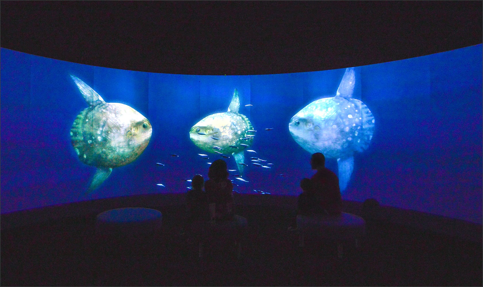 PHOTOS: New COSI exhibition is a voyage under the sea