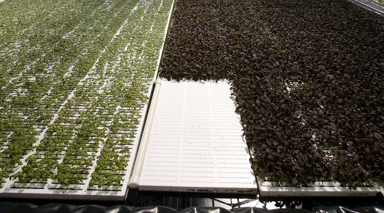 The 120,000-square-foot BrightFarms Ohio Greenhouse grows spring mix greens for local distribution with energy and water saving techniques. TY GREENLEES / STAFF