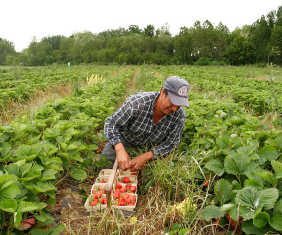 Fulton Farms strawberry fields