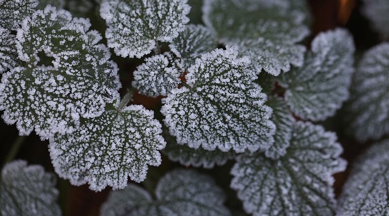 Frost advisory and freeze warning differences
