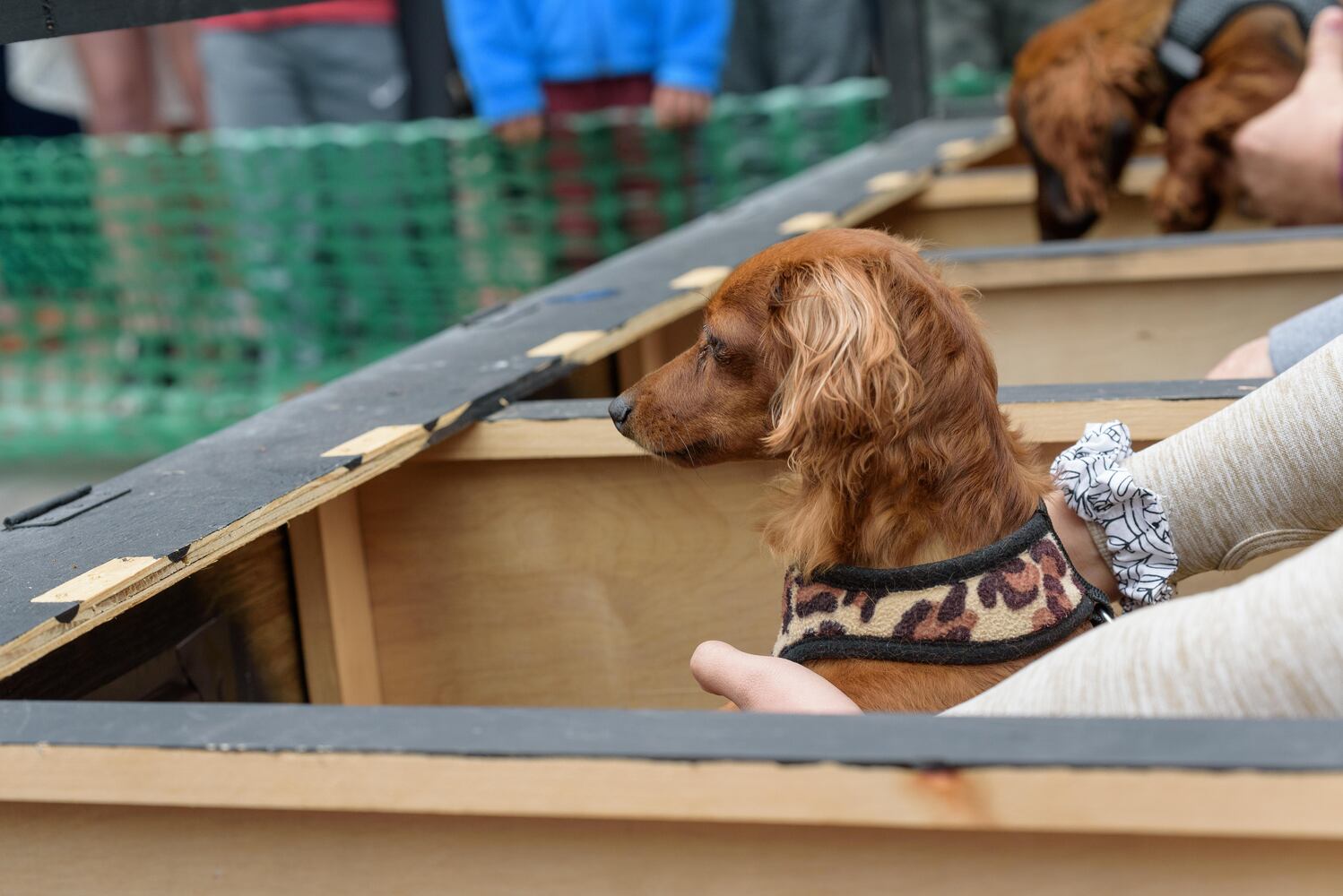 PHOTOS: Did we spot you at the Derby Day Wiener Dog Race in The Oregon District?