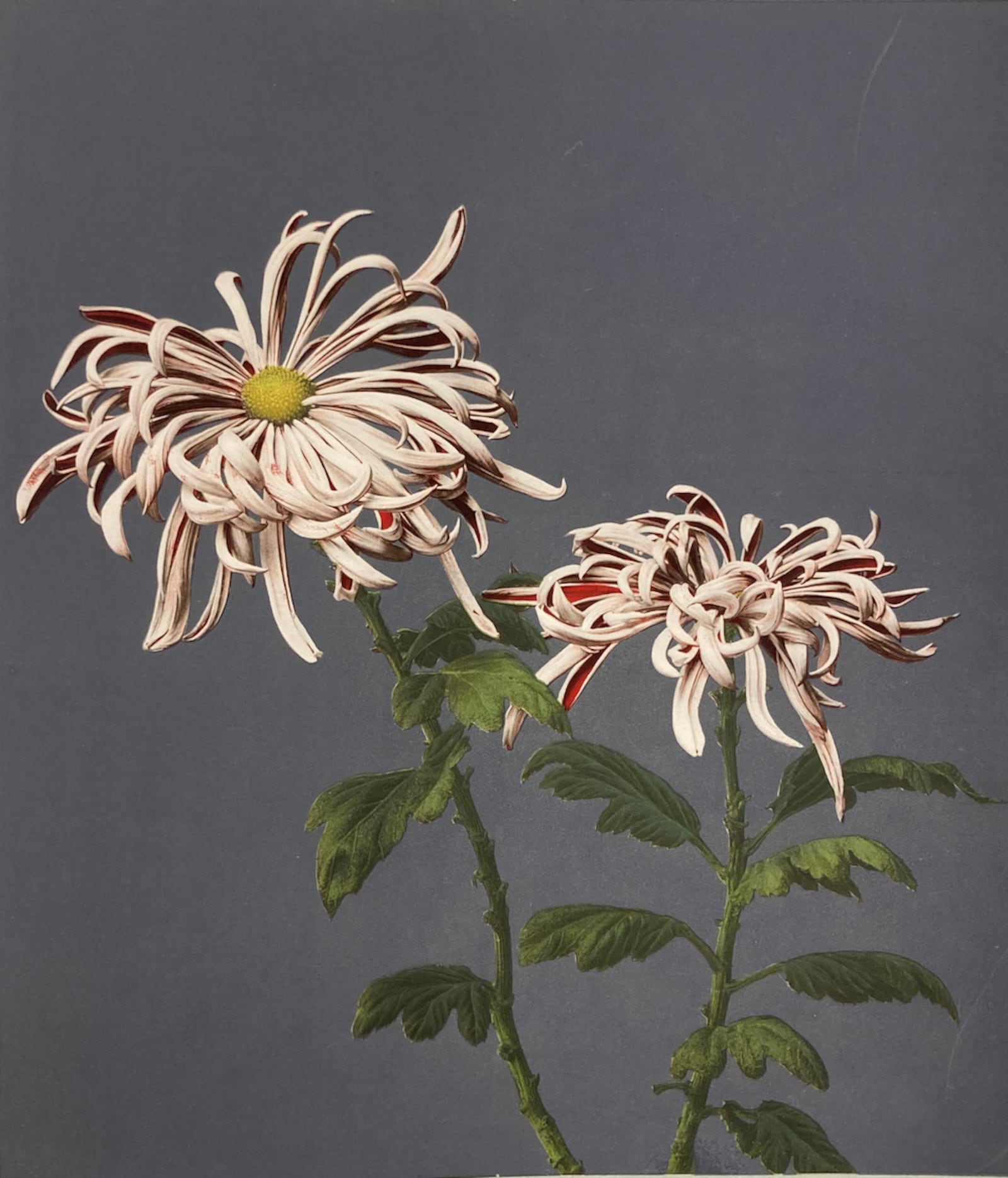 "Looking for Japan: Early Japanese Photography" will include this image. Ogawa Kazumasa (Japanese, 1860–1929), Chrysanthemum, 1896, from the album "Some Japanese Flowers," collotype. Transfer from Library to Museum Collection/CONTRIBUTED