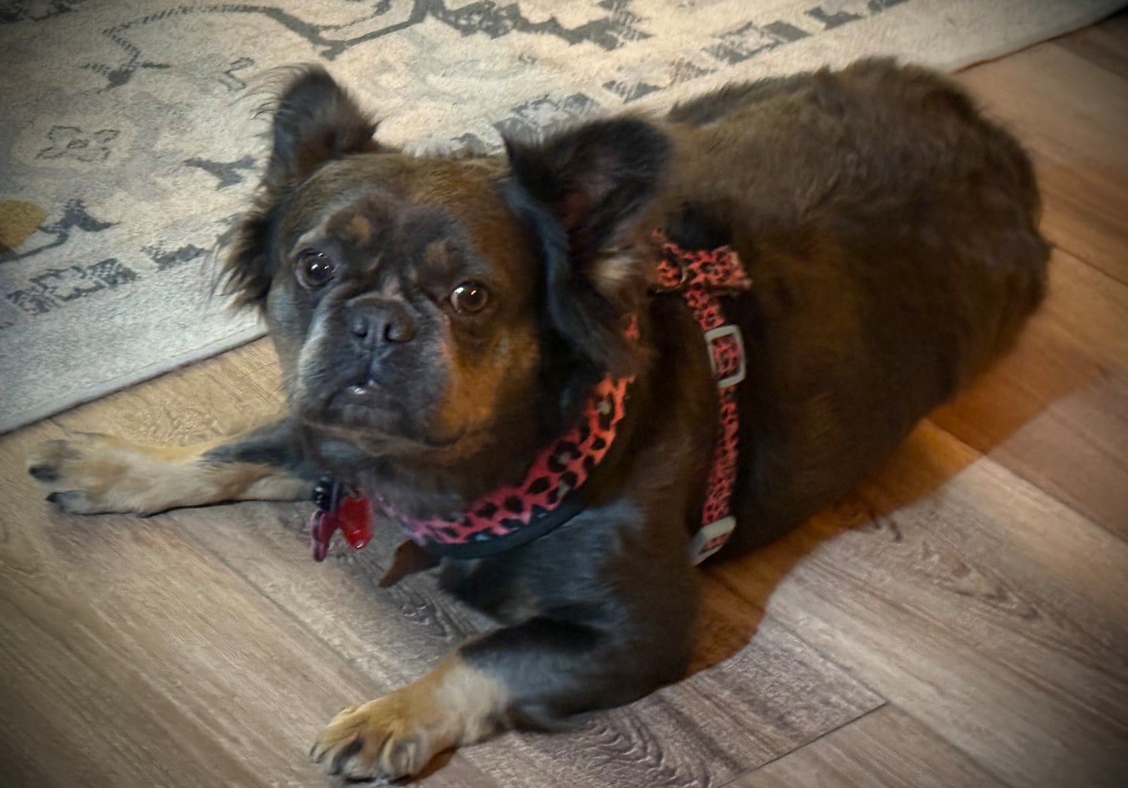 The name of the bakery is a tribute to the five French bulldogs he has had growing up. Owner Patrick Parin currently has two, Jules and Beatrix (pictured) (CONTRIBUTED PHOTO).