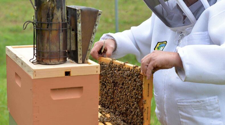 Dwight Wells, a sustainable beekeeper with the Propolis Project, LLC, checks on the bee hives by Huffman Prairie at Wright-Patterson Air Force Base. Wright-Patterson AFB became the first military installation to be designated as a Bee City USA in 2017. Bee City USA is a program for communities to pledge their commitment to reverse the threats currently facing pollinators and to raise awareness and enhance habitats for the bee population. (U.S Air Force photo/Michelle Gigante)