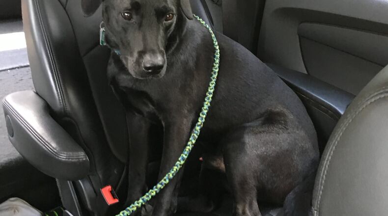 When my husband, Ed, works in his home office, Teddy often joins him. The Lab has a cozy bed to relax in while his fearless leader works to pay for all the toys he chews up. CONTRIBUTED