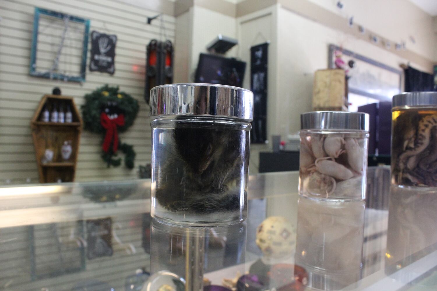 Photos: The Secret Chamber  House of Oddities and Art