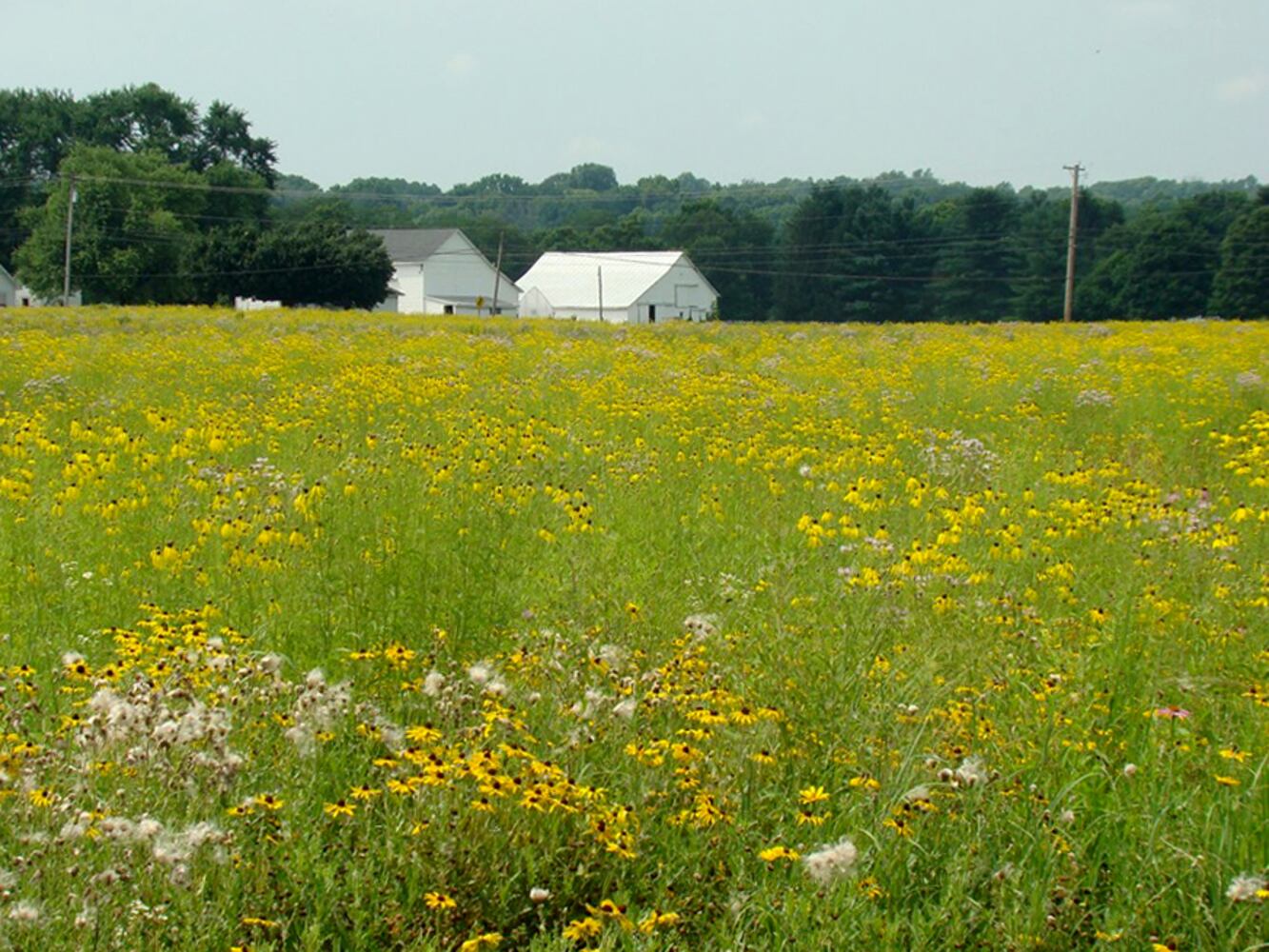 Rare prairie super bloom