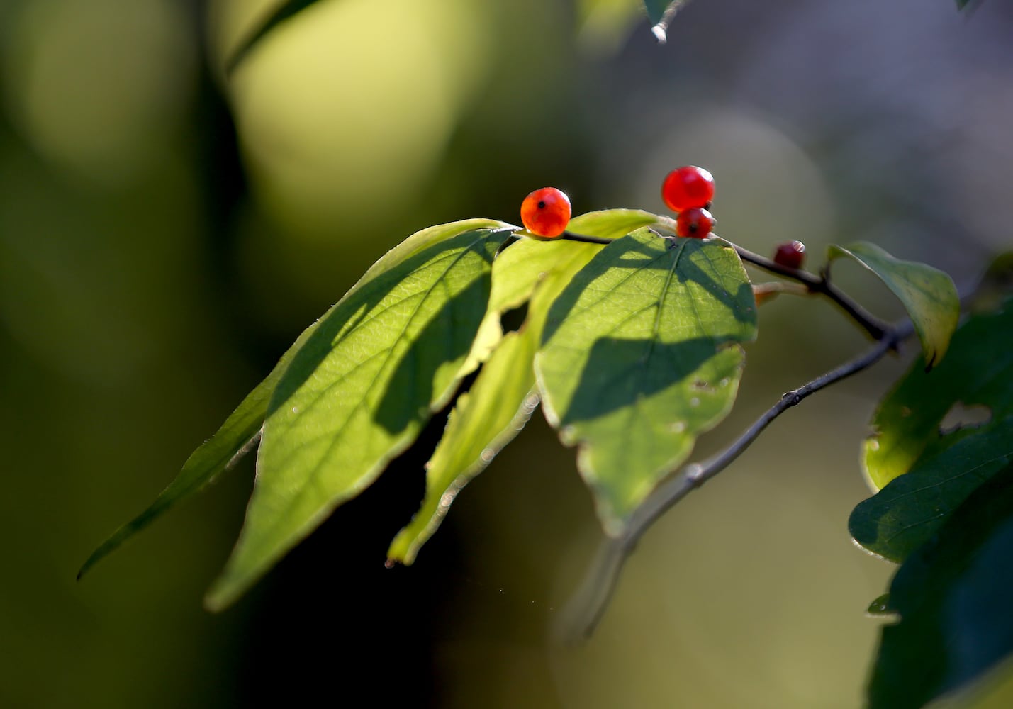 PHOTOS: New hiking trails at Germantown MetroPark explore a landscape of beauty