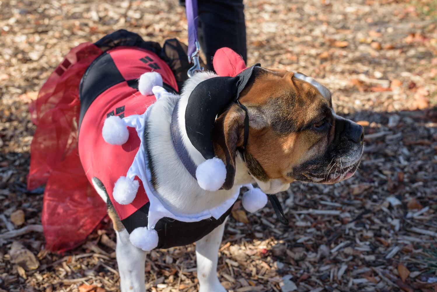 PHOTOS: Did we spot you and your dog at Wag-O-Ween at the Kettering Recreation Center?