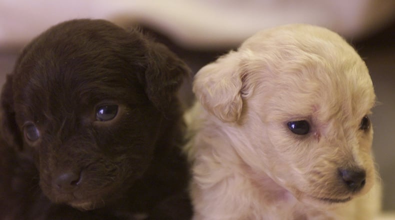 Gov. John Kasich has signed a bill that lowers production thresholds and enforces new care standards on high-volume puppy breeders and sellers, sometimes called “puppy mills.”