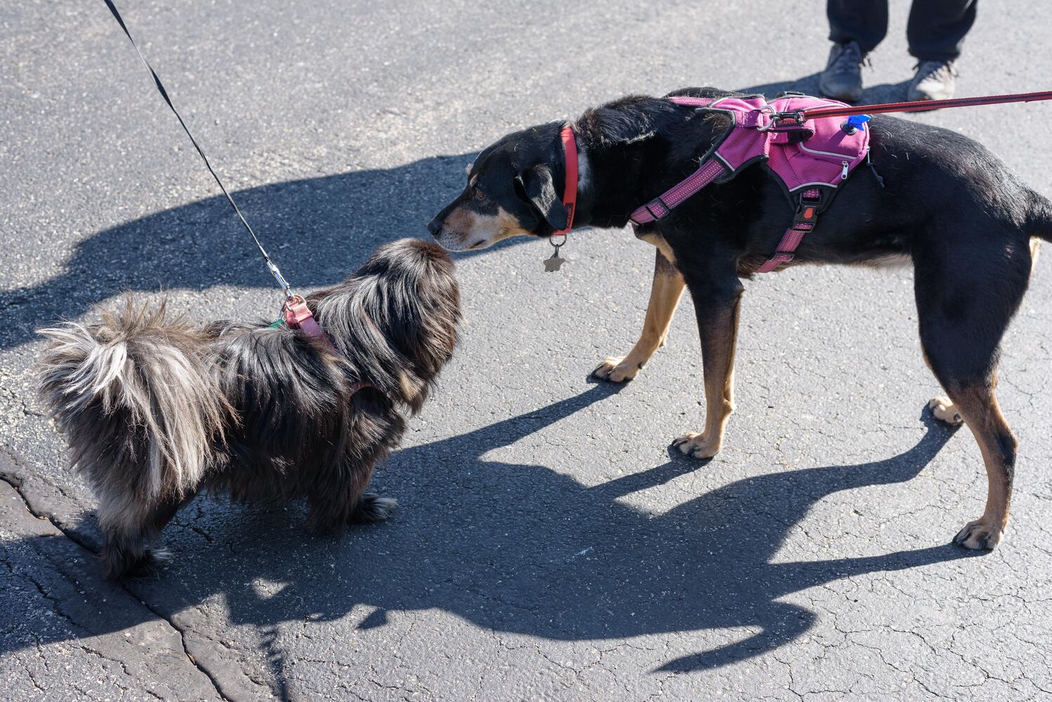 PHOTOS: Woof Walk at Woodland Cemetery & Arboretum