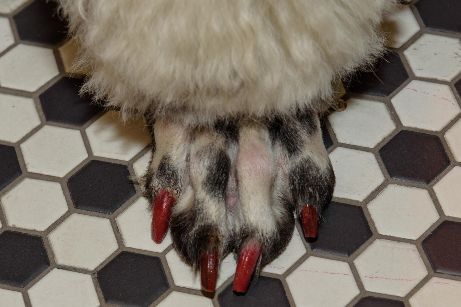 PHOTOS: Did we spot you at the Pet Afflaire Gala at the Dayton Arcade?