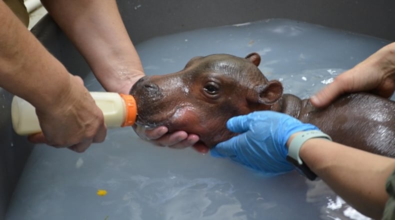 (Photo credit: ZooBorns / Barcroft Images / Barcroft Media via Getty Images)