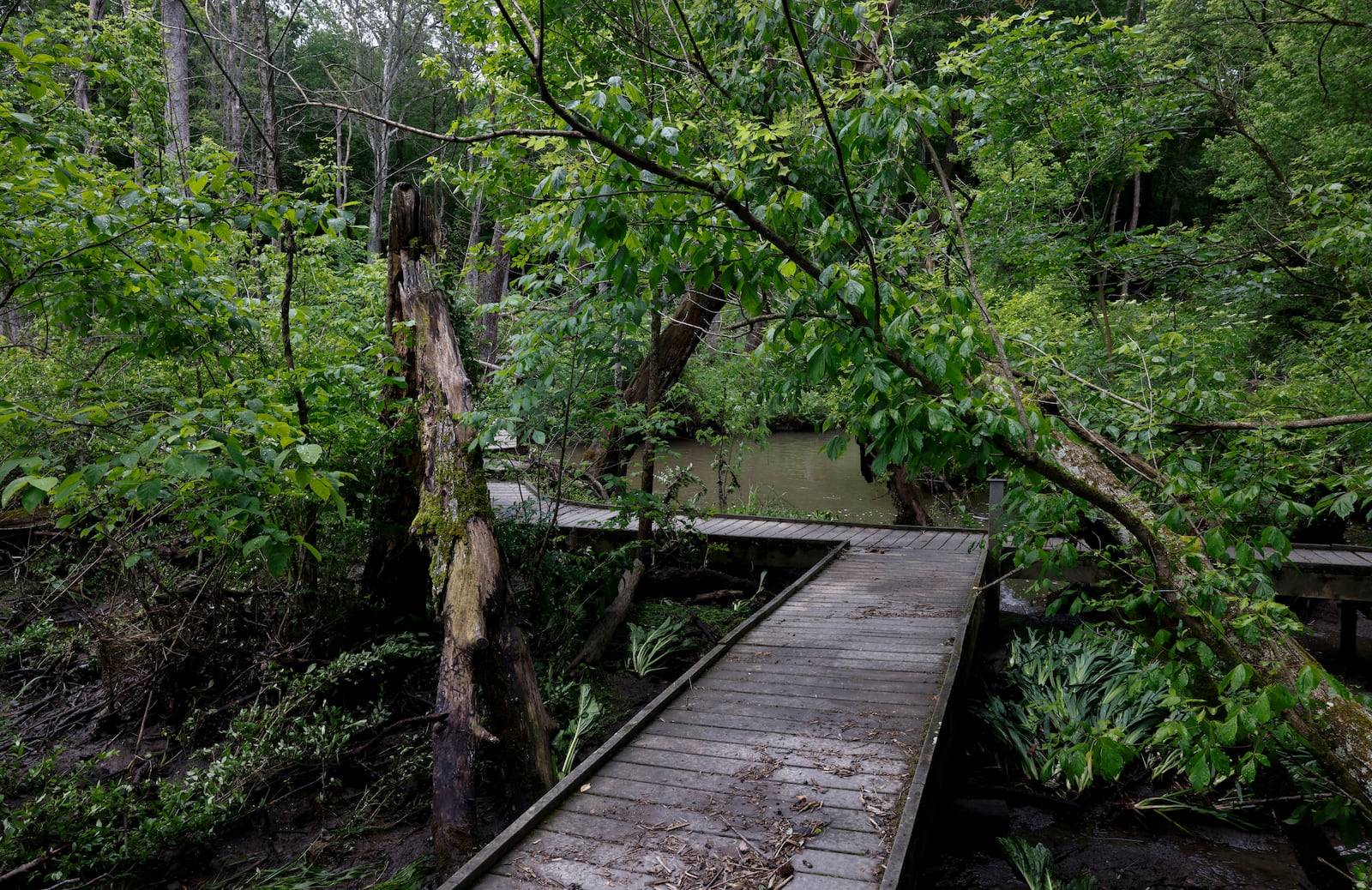 Trees and branches are knocked over at Glen Helen Nature Preserve on Monday, June 9, 2025, following a storm that happened over the weekend. JOSEPH COOKE/STAFF