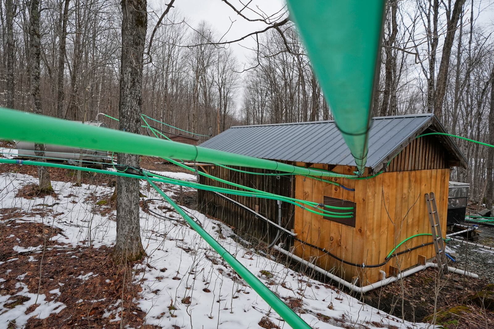 Tubing imported from Canada is used to transport sap from trees into holding tanks for producing maple syrup at Judd's Wayeeses Farms in Morgan, Vt., on Friday, April 11, 2025. (AP Photo/Robert F. Bukaty)