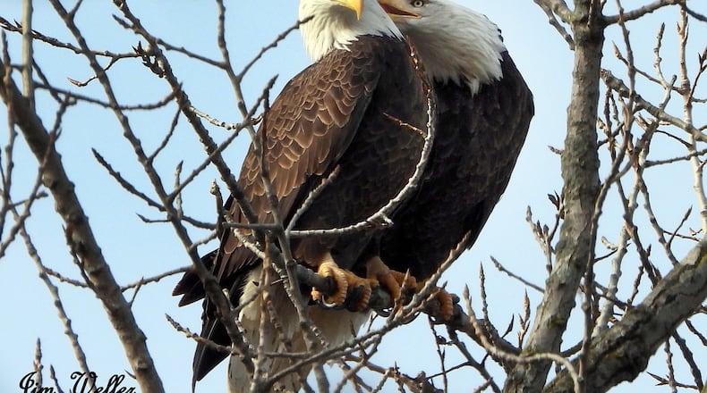 Orv and Willa are pair-bonded eagles, meaning mates for life. The eagles have returned to Carillon Historical Park. PHOTO COURTESY OF JIM WELLER