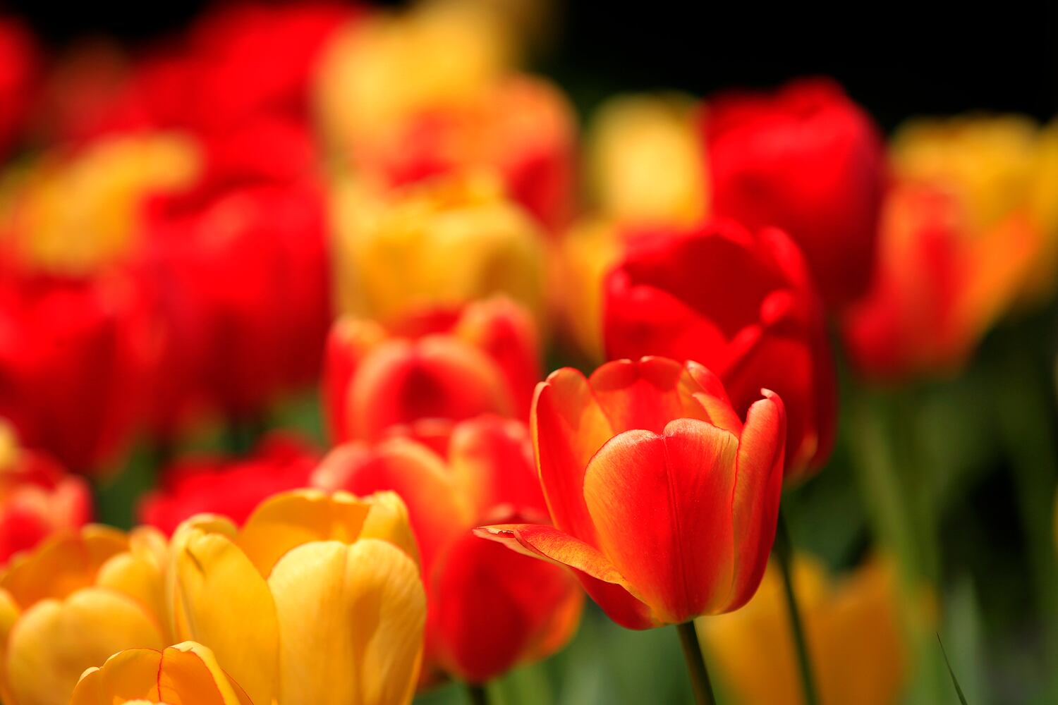 PHOTOS: Tulip time! Oakwood’s Smith Memorial Gardens is overflowing with colorful blooms