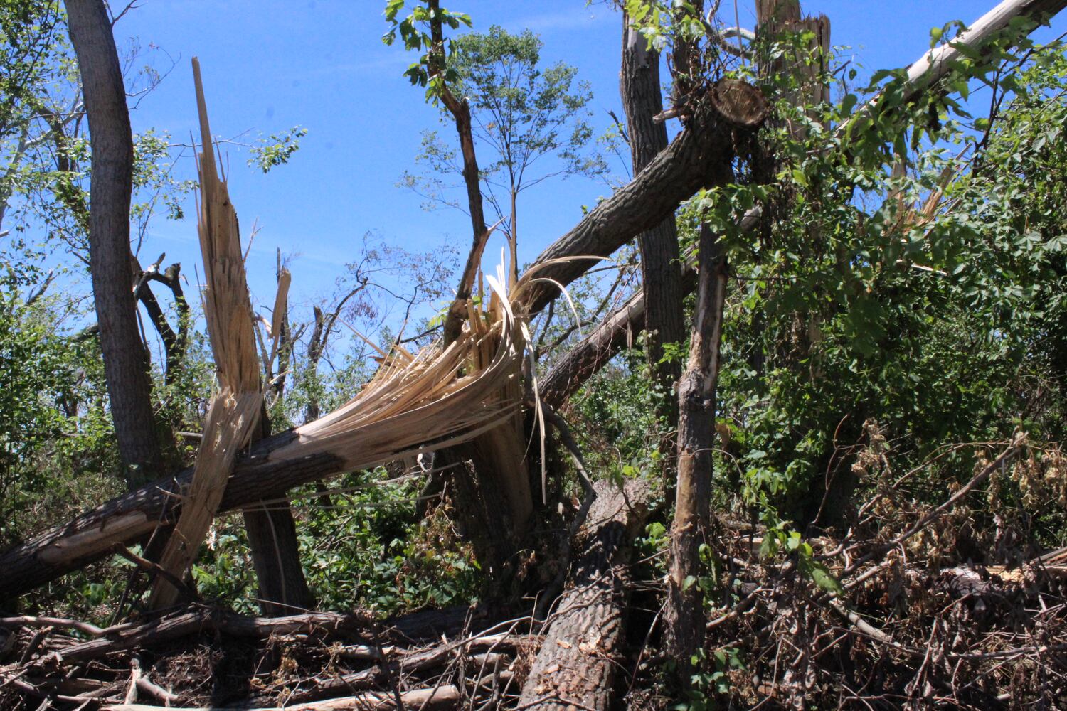 Photos: ‘extraordinary’ damage to parts of  Wegerzyn MetroPark, some parts mostly untouched