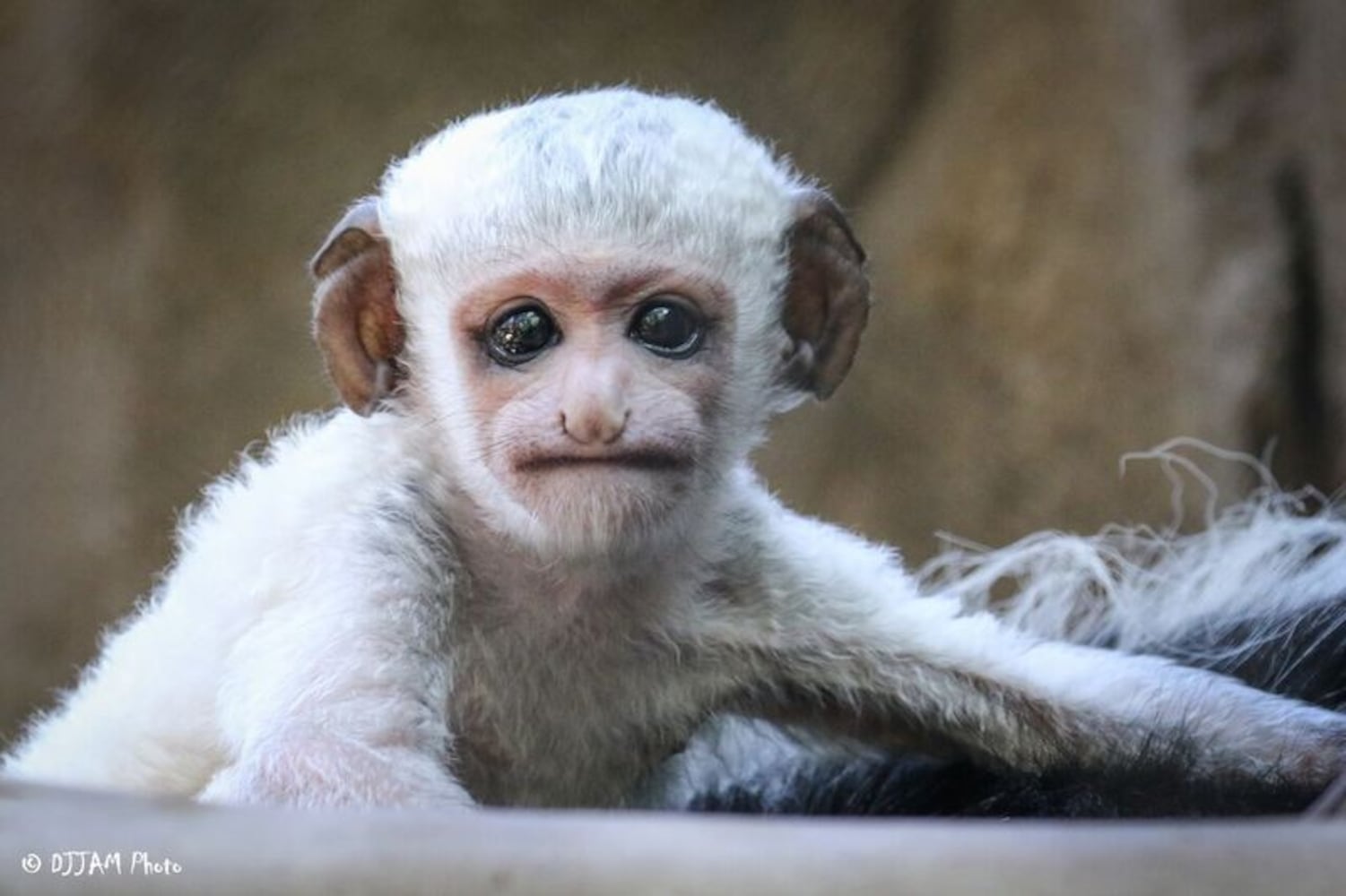 PHOTOS: This first look at Cincinnati Zoo's Zoo babies will be the best part of your day