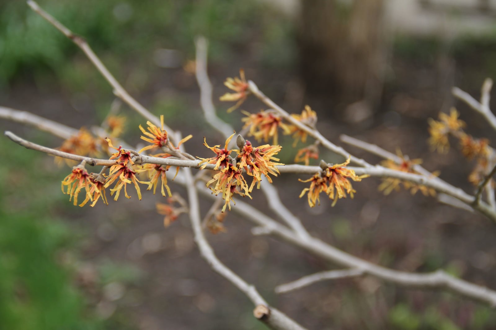 Flowers of witch hazels are excellent for early spring pollinators. CONTRIBUTED/PAMELA BENNETT