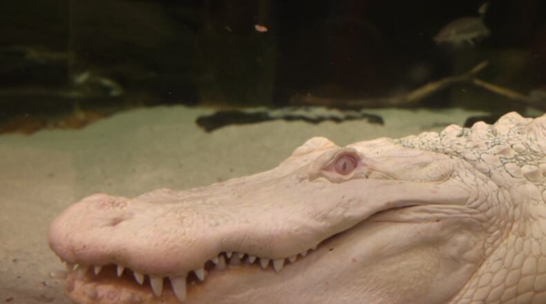 Snowball, a rare albino alligator at Newport Aquarium, died at age 21. CONTRIBUTED/NEWPORT AQUARIUM