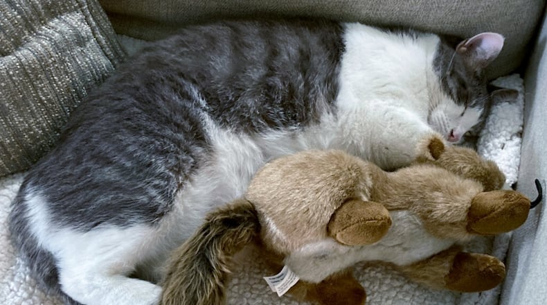 Wasabi catnapping with one of the stuffed animals. MELISSA SPIREK / CONTRIBUTED