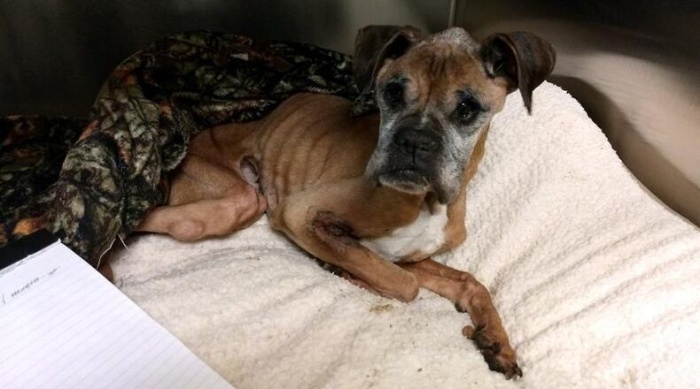 Porsche is one of two malnurished dogs recovering at Animal Friends Humane Society.