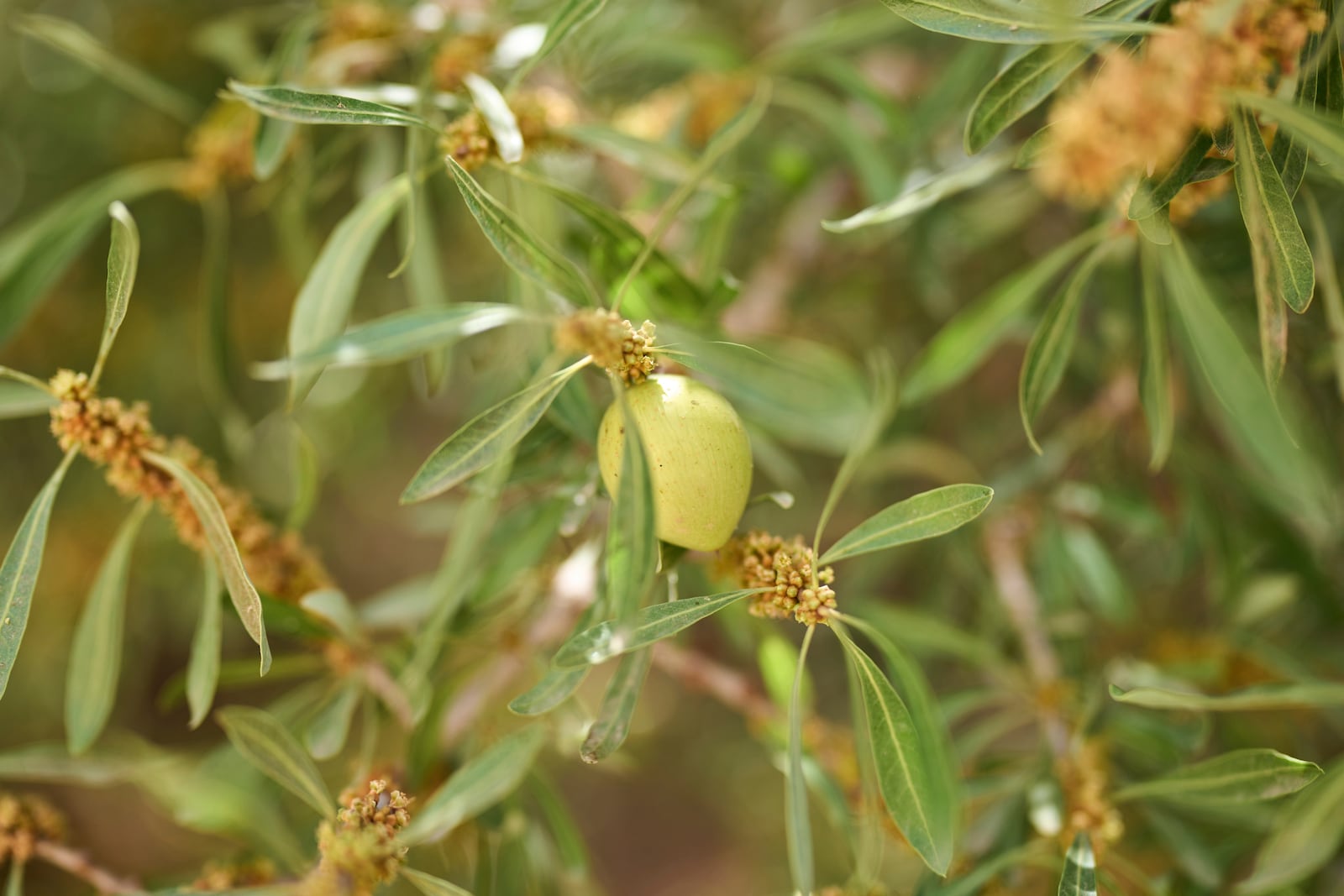 A fruit hangs on an argan tree, in Essaouira, Morocco, Thursday, May 22, 2025. (AP Photo/Mosa'ab Elshamy)