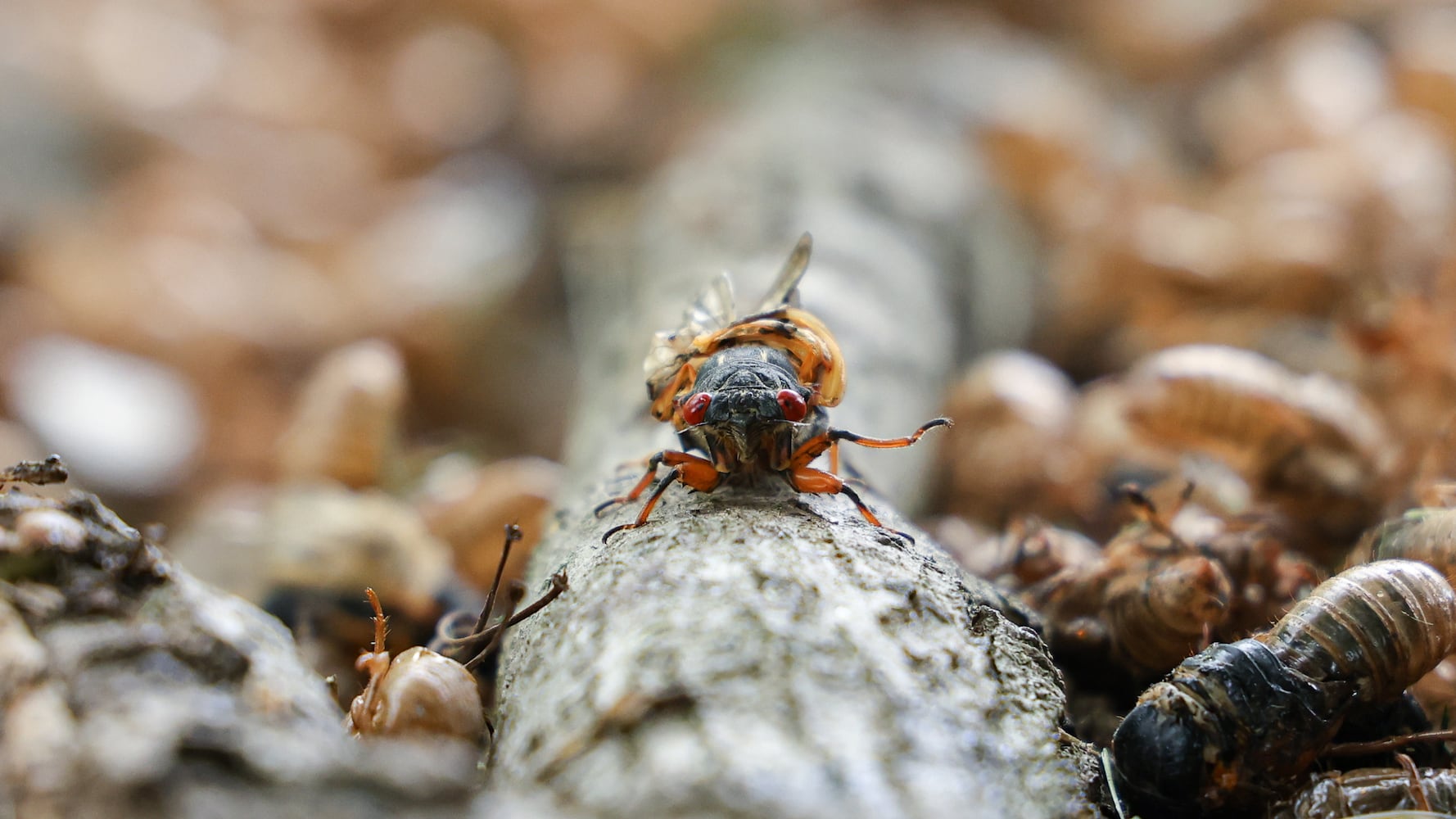Caesar Creek State Park Cicadas 052825 DDN