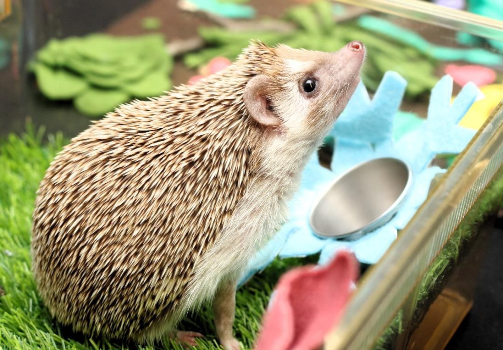 Walnut the Hedgehog enjoys being the Boonshoft Museum of Discovery's winter weather prognosticator. CONTRIBUTED