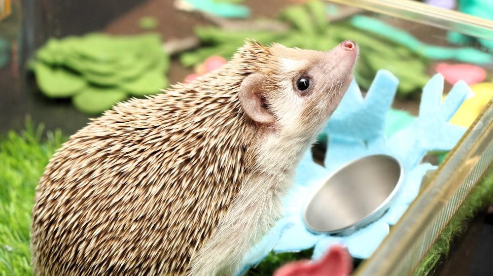 Walnut the Hedgehog enjoys being the Boonshoft Museum of Discovery's winter weather prognosticator. CONTRIBUTED