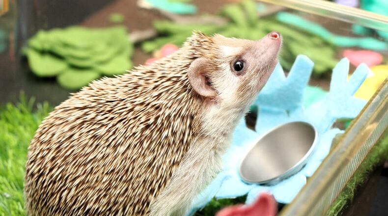 Walnut the Hedgehog enjoys being the Boonshoft Museum of Discovery's winter weather prognosticator. CONTRIBUTED